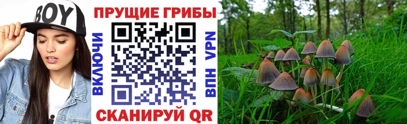 Галлюциногенные грибы Psilocybe  Купить закладки  Заозёрск 